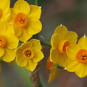 Narcissus Grand Soleil d'Or, Daffodil Grand Soleil d'Or, Tazetta Daffodil 'Grand Soleil d'Or', Spring Bulbs, Spring Flowers, Tazetta daffodils, Miniature daffodils, Daffodils for indoor forcing,Narcissus, fragrant daffodil